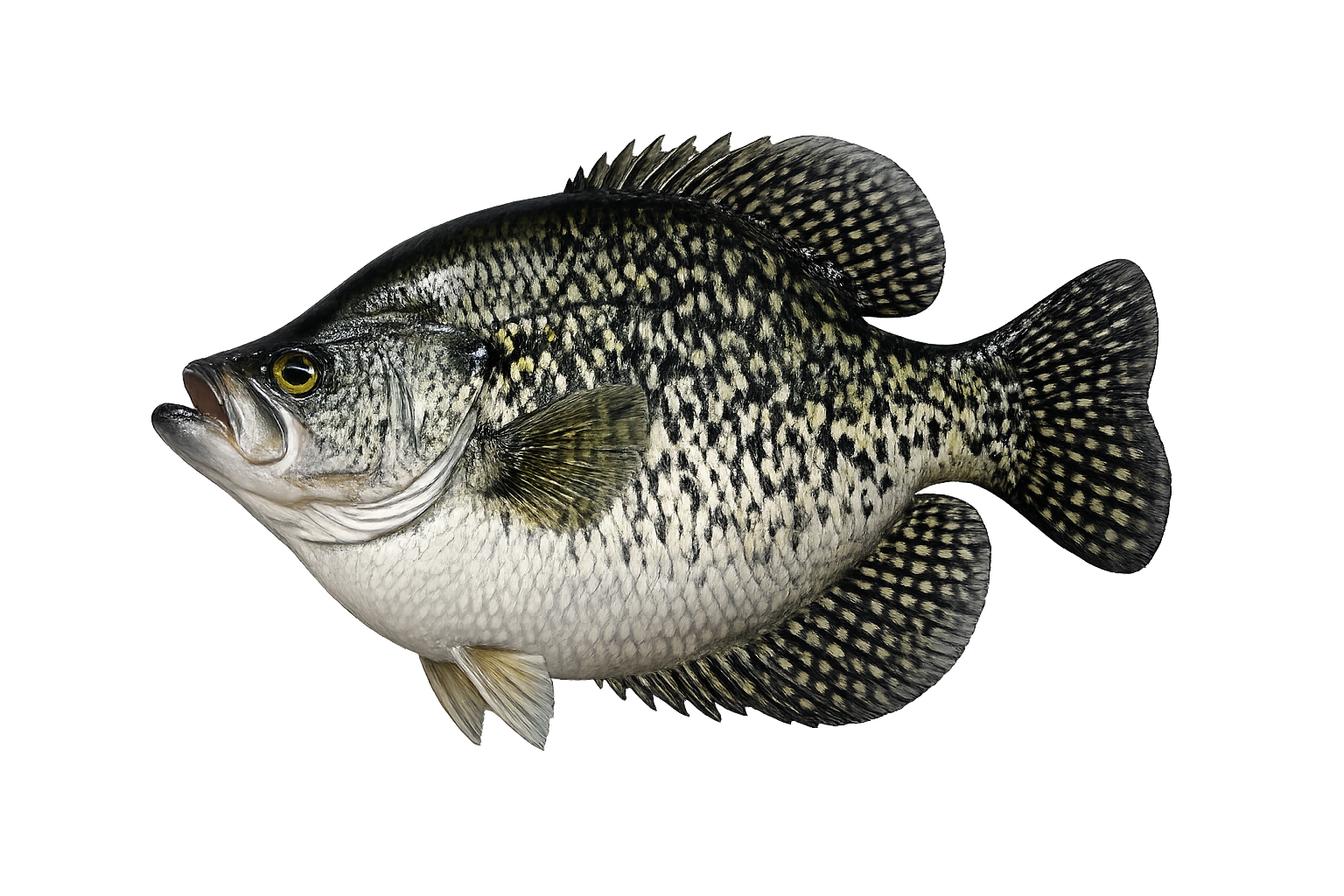 15 in Black Crappie illustration in the trophy profile