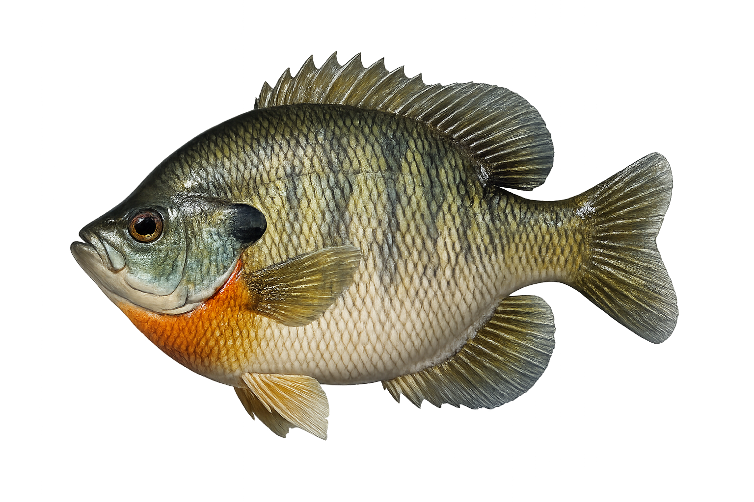 9 in Bluegill illustration in the thick profile