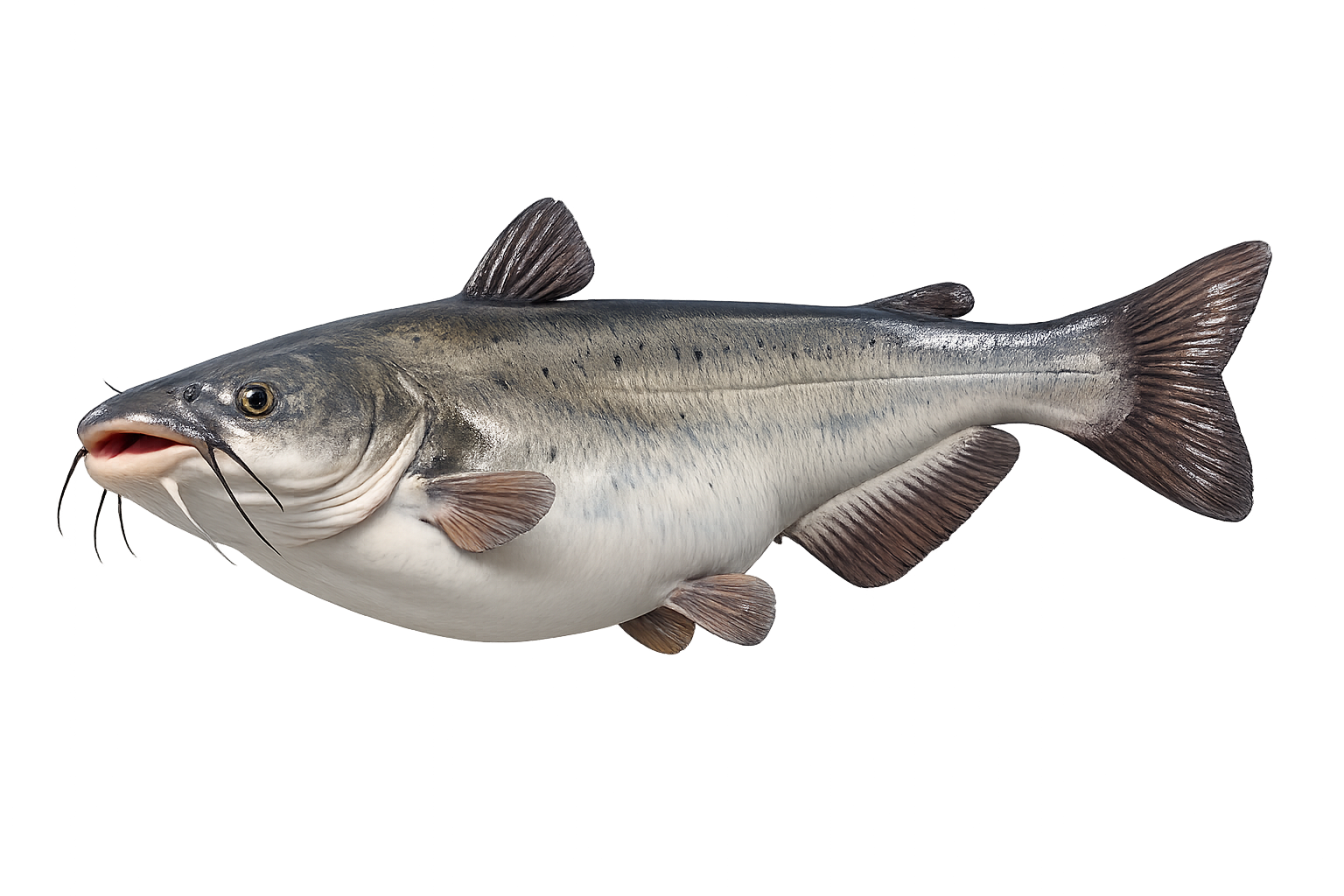 36 in Channel Catfish illustration in the trophy profile