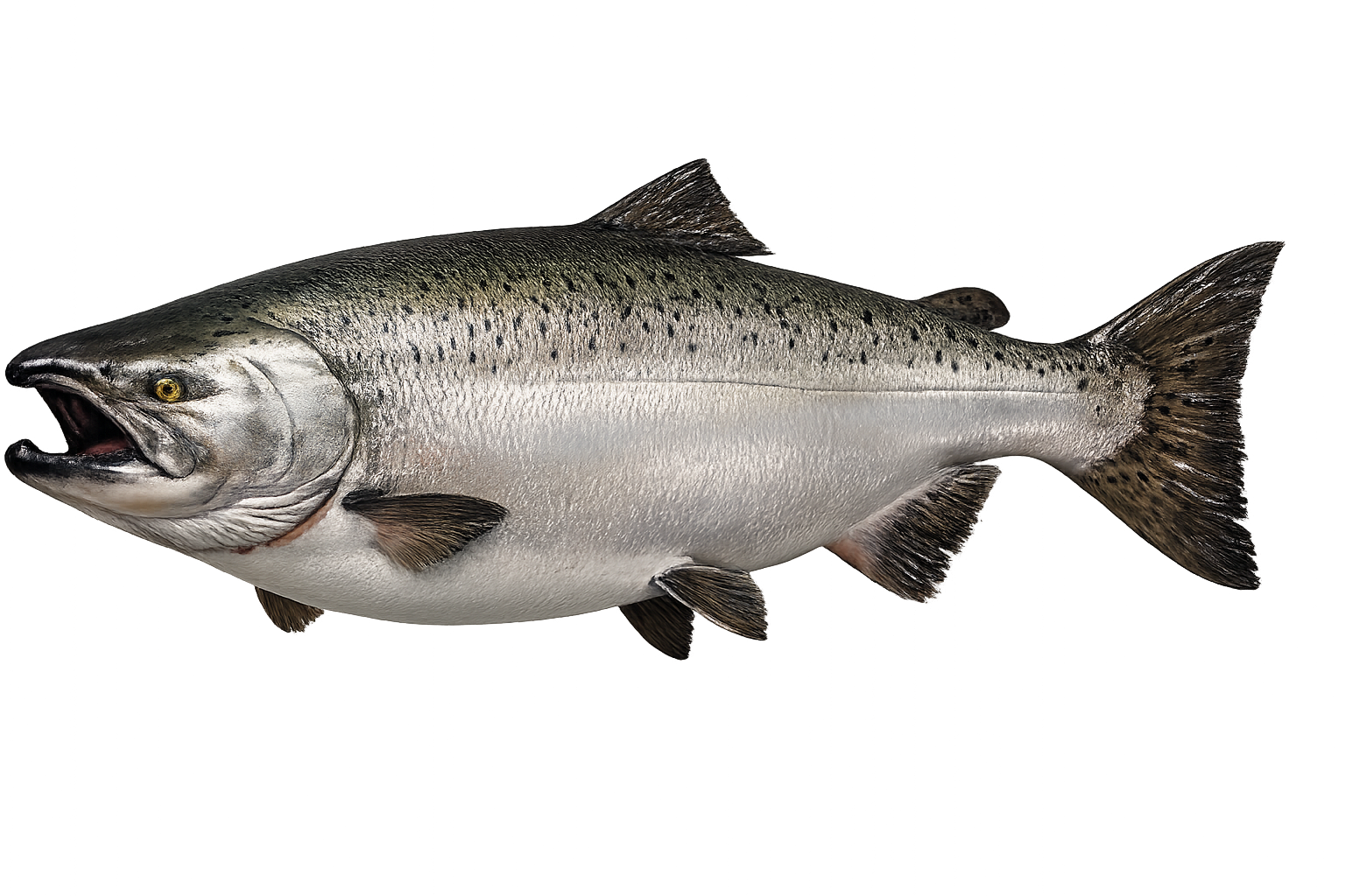 47 in Chinook Salmon (King) illustration in the trophy profile
