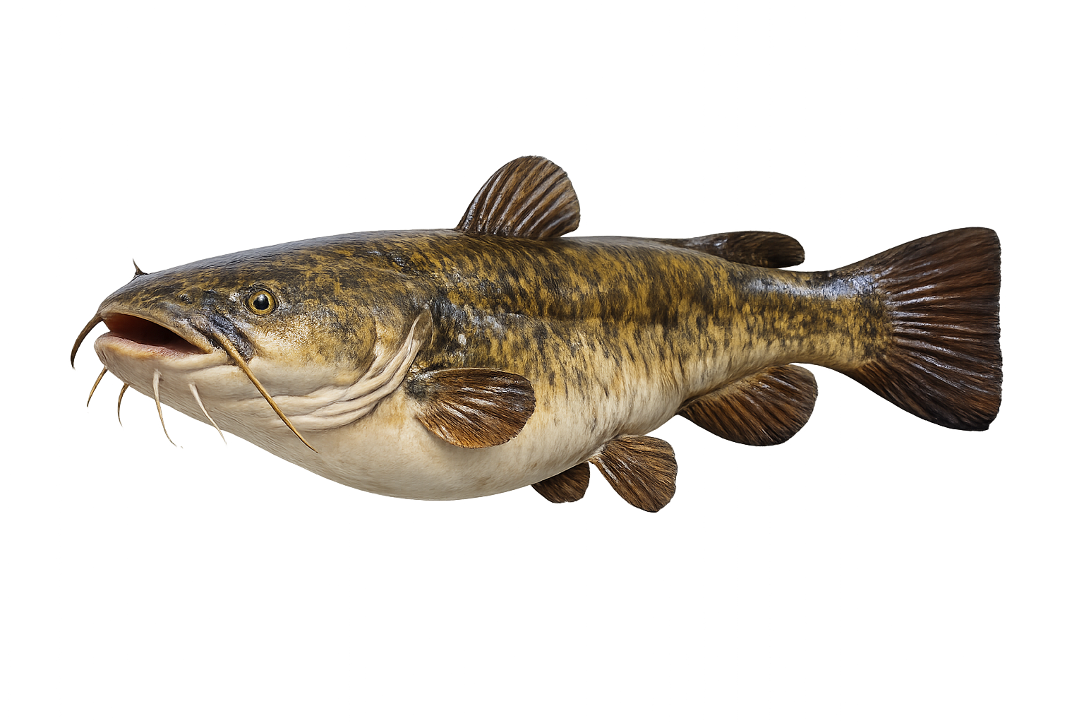 26 in Flathead Catfish illustration in the standard profile