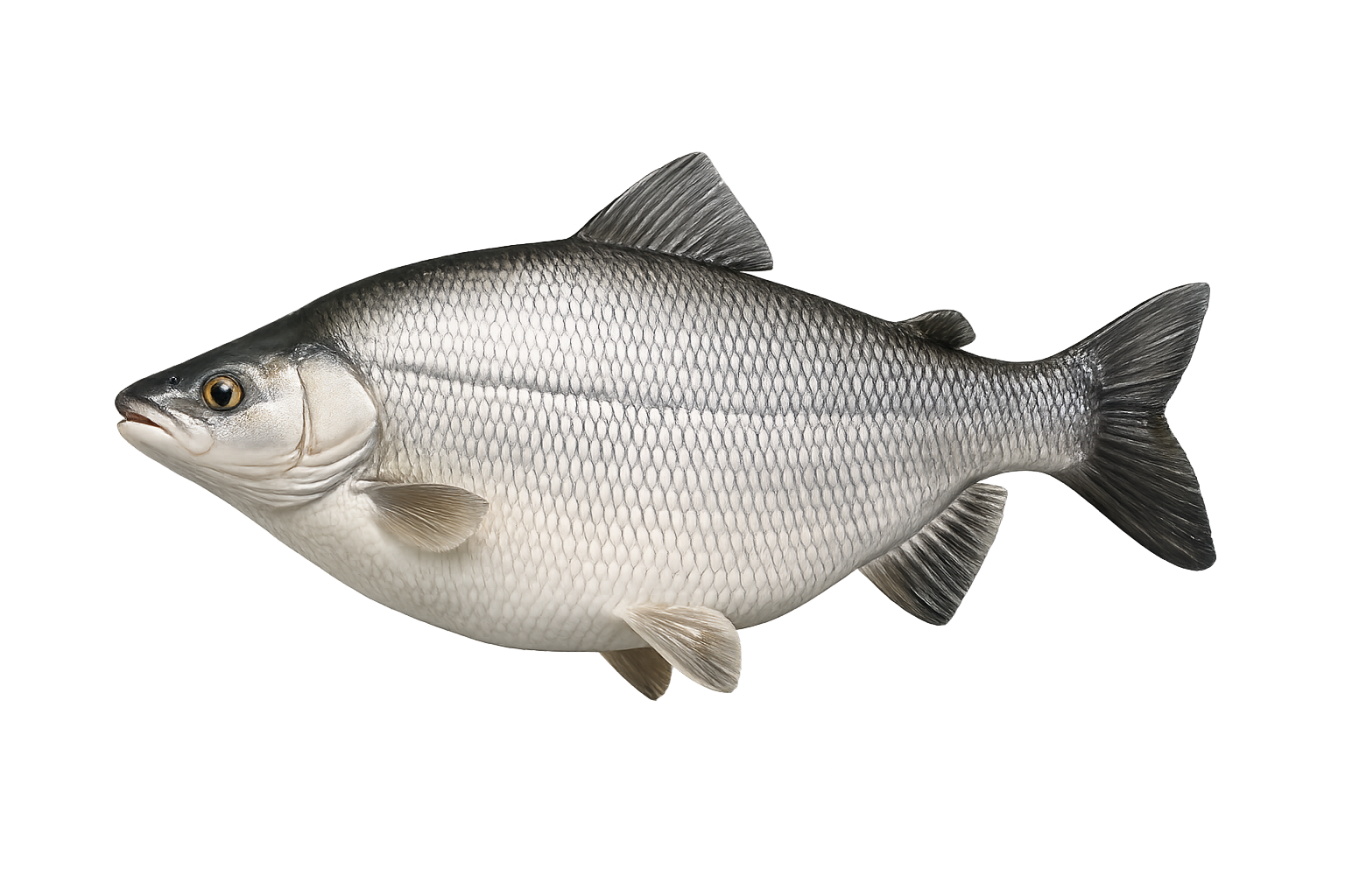 39 in Lake Whitefish illustration in the trophy profile