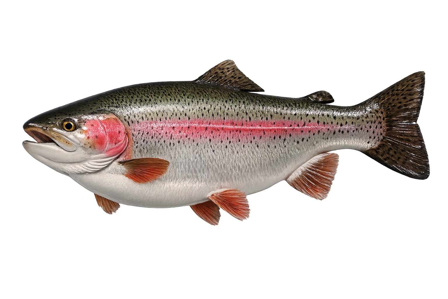 29 in Rainbow Trout illustration in the trophy profile