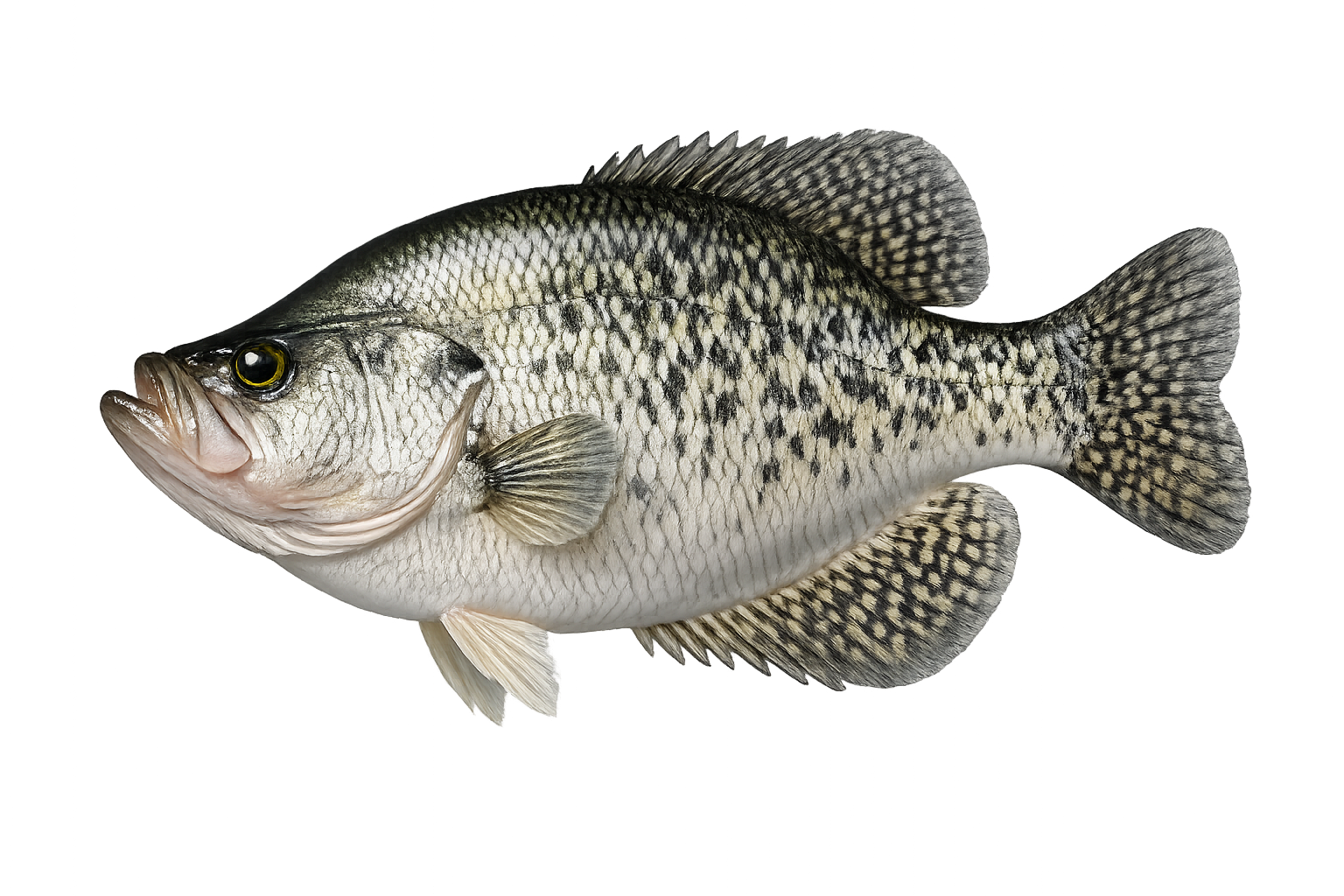 15 in White Crappie illustration in the trophy profile